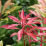 Pieris japonica 'Valley Fire'.png